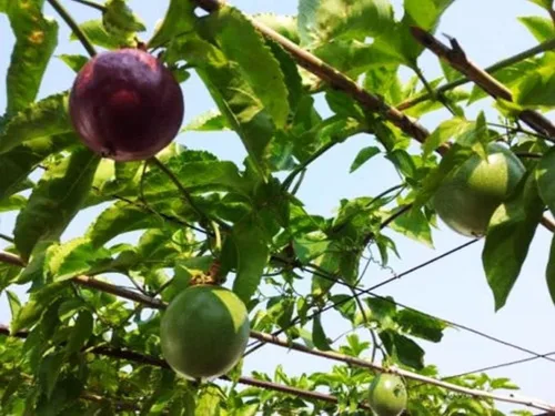 Vista 3 de Más de 20 semillas de maracuyá moradas (fruta comestible) Semillas de passiflora incarnata