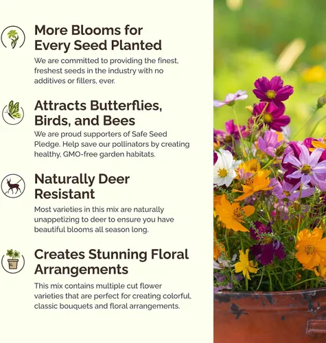 Vista 3 de Eden Brothers Crazy for Cosmos - Semillas mixtas de flores de cosmos para plantar, 50 lb, más de 24,000,000 semillas con Cosmos Gloria, Pinkie