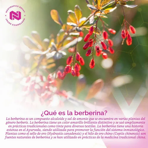 Vista 4 de Nootropics Depot Cápsulas de berberina HCL + silimarina 500mg + 90mg 60 unidades Apoya la función celular, la función metabólica