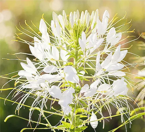 Vista 2 de Pure White Cleome - Semillas de araña blanca reina - Flor de néctar para mariposas monarca - 1000 semillas