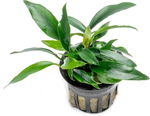 Vista 68 de SubstrateSource Plantas vivas – Anubias Hastifolia (Anubias hastifolia) – Luz baja a moderada, hojas en forma de flecha de color verde medio a