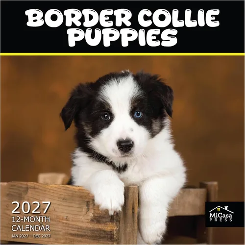 Vista 22 de MICASA PRESS Calendario de pared de Australian Shepherds Aussies 2027 02 - Pastores australianos