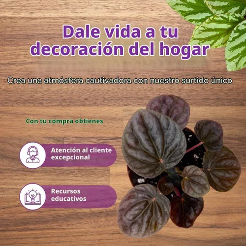 Vista 7 de BubbleBlooms Peperomia caperata roja, ondulación esmeralda roja, escarcha, platino, en una maceta de 2 pulgadas Tiny Mini Pixie Plant