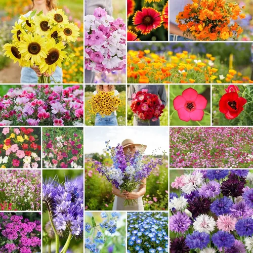 Vista 6 de Eden Brothers Todas las semillas anuales mixtas de flores silvestres para plantar, 1 onza, semillas con girasol, manta india, lino escarlata Atrae