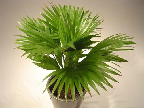 Vista 3 de Semillas de palmera china (Livistona chinensis) Árbol perenne de interior para plantar