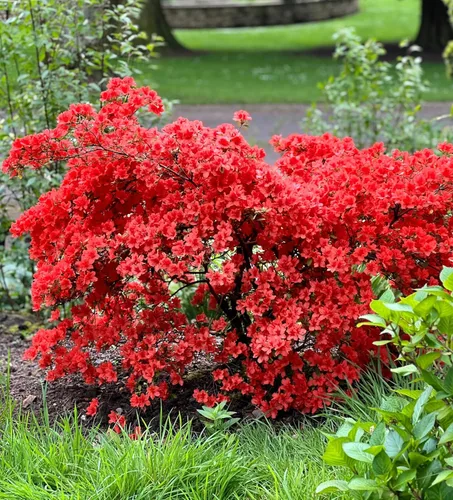 Vista 7 de 10 semillas de flores de arbusto Cumberlandense ROJO Cumberland Azalea Rhododendron Cumberlandense