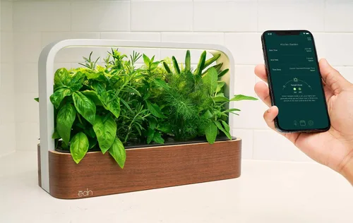 Vista 4 de edn SmallGarden Sage SeedPods - Paquete de 10