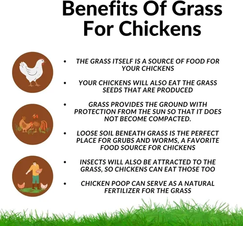 Vista 3 de Kit de cultivo de hierba de pollo, brotes frescos que les encantan a los pollos, viene con bandeja de cultivo, 3 almohadillas de yute y paquetes