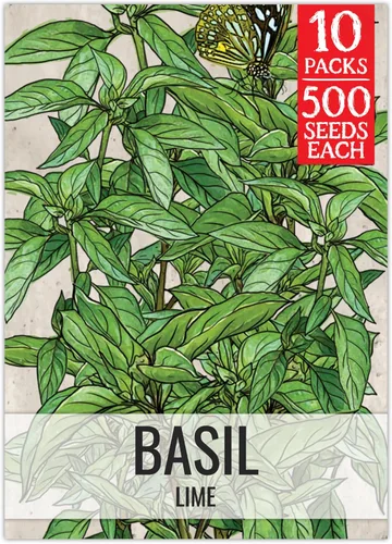 Vista 15 de Seed Needs Semillas de albahaca italiana para plantar hierbas tradicionales sin OMG, 1 paquete