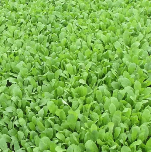 Vista 4 de Semillas de rúcula, semillas de brote de rúcula, microverde, brotación, 5 libras, sin OMG – Marca Country Creek Acres – Alta germinación de brotes