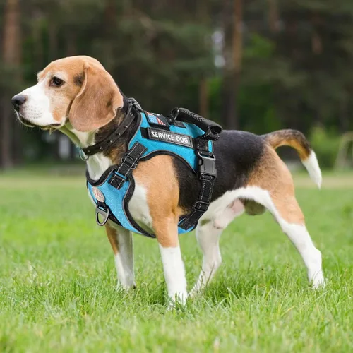 Vista 2 de Cymiler Chaleco de servicio para perro, arnés y correa para perro, arnés ajustable Oxford reflectante con asa para entrenamiento al aire libre Azul