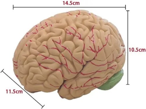 Vista 7 de Modelo de cerebro humano de anatomía 1:1 Modelo de cerebro anatómico Tamaño de la vida 8 piezas Modelo de anatomía para exhibición de enseñanza
