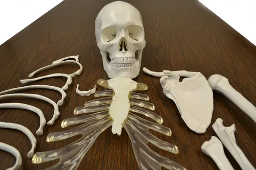 Vista 3 de Esqueleto humano completo, desarticulado. Calidad clínica. Tamaño real (altura del modelo de 62 pulgadas), 23 discos intervertebrales, cráneo de 3