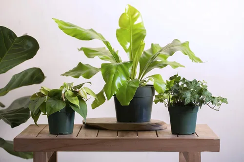 Vista 4 de Urban Jungle Philodendron Cordatum en maceta cultivadora de 4 pulgadas (planta viva)