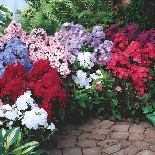 Vista 3 de Votaniki Hardy Tall Phlox Mix - Flores fragantes, Phlox perenne raíz desnuda lista para plantar Exhibición de jardín de larga duración - Fácil