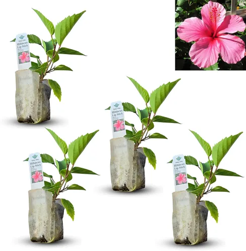 Vista 20 de Plantas de aloe coral (Aloe striata) - Suculenta viva con llamativos bordes rosados y hojas lisas y planas para jardinería en interiores