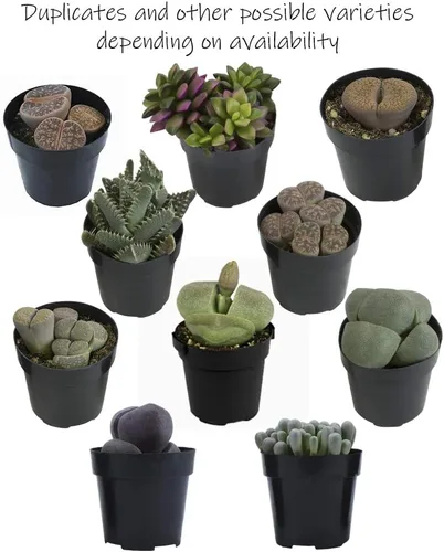 Vista 6 de Altman Plants, Mimicry - Plantas suculentas vivas (paquete de 4), Lithops plantas vivas para exteriores o interiores vivas, piedras vivas, plantas