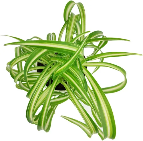 Vista 4 de Live Houseplant - Planta de araña rizada Bonnie de 4 pulgadas, planta de interior de fácil cuidado, plantas de interior vivas - Plantas