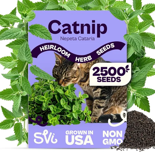 Vista 26 de SVI 2000 semillas de albahaca genovesa (Ocimum basilicum) - Paquetes de semillas de albahaca dulce - Semillas aromáticas de hierbas culinarias