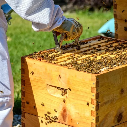 Vista 9 de Kit completo de colmena de abeja Langstroth de 10 marcos con revestimiento de cera de abeja, incluye marcos de colmena y hojas de base enceradas