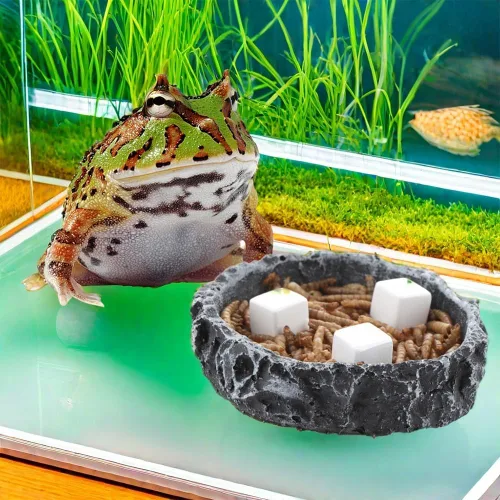 Vista 4 de DQITJ 18 piezas de piedra de calcio para reptiles pequeños, minerales de calcio natural para reptiles, tortuga, tortuga, lagarto, rana, camaleón