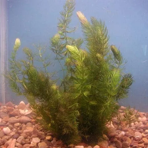 Vista 4 de Aquarium Plants Discounts - Plantas oxigenantes de estanque