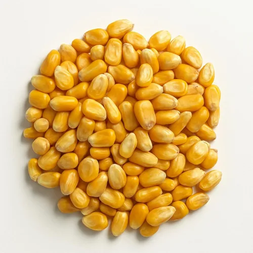 Vista 2 de Crazy Nuts Granos de maíz secos enteros sin OMG, 10 libras Sellado al vacío, alimentación de ciervos