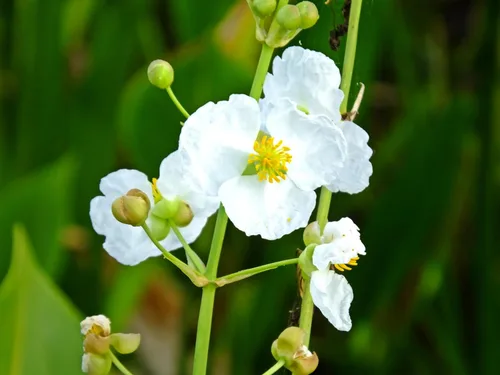Vista 2 de 500 White Broadleaf Arrowhead Sagittaria Latifolia Pond Wetland Flower Seeds