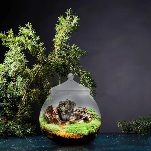 Vista 8 de Angoily Terrario de vidrio, tarros grandes transparentes con tapa, florero de terrario para plantas