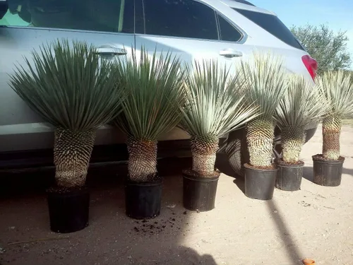 Vista 2 de 1 planta viva muy exótica de yuca rostrata de 25 a 30 pulgadas