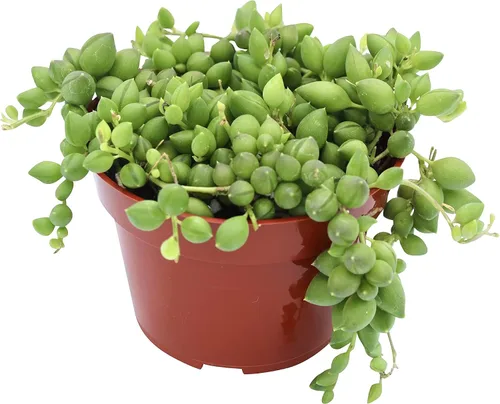 Vista 18 de Suculenta viva de 4 pulgadas "Baby Toes Fenestraria Rhopalophylla, plantas suculentas vivas completamente enraizadas, planta