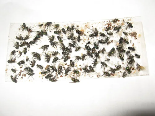 Vista 5 de Paquete de 10 trampas adhesivas para grillo, cucaracha/escorpión de camello