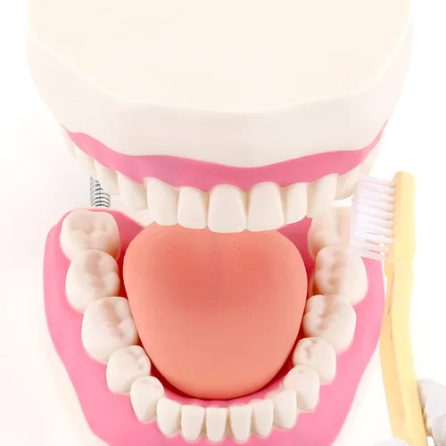 Vista 4 de Modelo de demostración dental de dientes gigantes con cepillo de dientes, modelo de boca de tamaño estándar ampliado 6 veces, modelo de enseñanza
