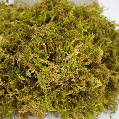 Vista 5 de Musgo de reptil natural puro de 3.5 onzas para la humedad, ideal para serpientes, tortugas y otros reptiles, bueno para terrarios para reptiles