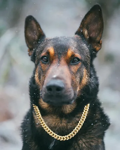 Vista 3 de Halukakah HOLLYWOOF - Collar de perro – Cadena de eslabones cubanos chapada en oro, lujoso auricular de diamantes y 0.551 in de grosor, tamaño 24