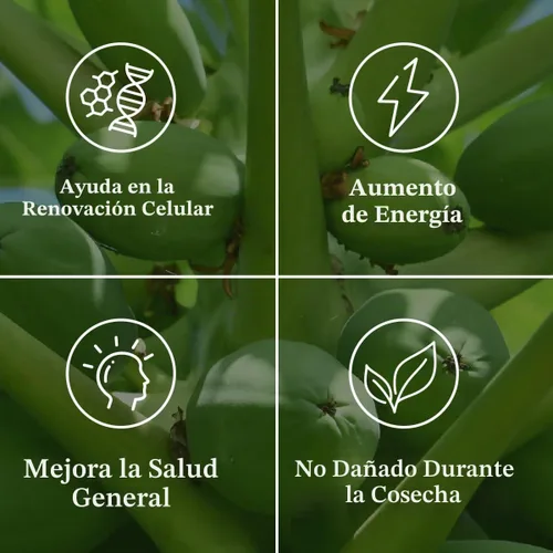 Vista 5 de NATURE'S SUNSHIN 180 cápsulas regeneradoras de células Paw Paw