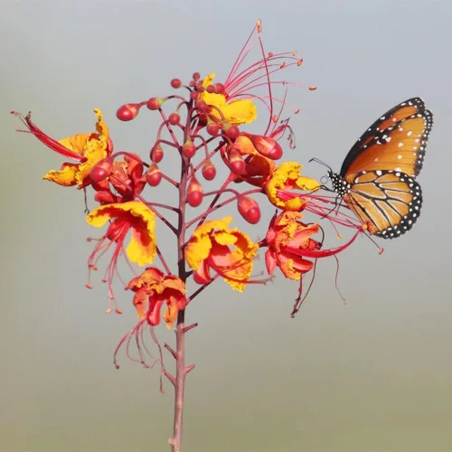 Vista 3 de 5 semillas de ave mexicana roja del paraíso, flor de pavo real, orgullo de Barbados, Flos Pavonis, semillas de poinciana enana - Atrae polinizadores