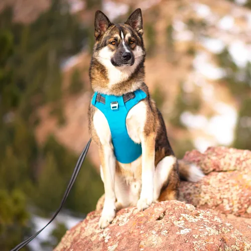 Vista 7 de Outward Hound Boulder Adventure - Arnés ajustable para perro con bolsillos, turquesa, mediano