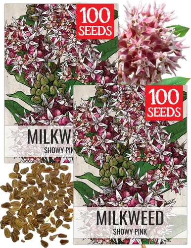 Vista 11 de Seed Needs Semillas de algodoncillo de mariposa naranja para mariposas monarca, 1 paquete