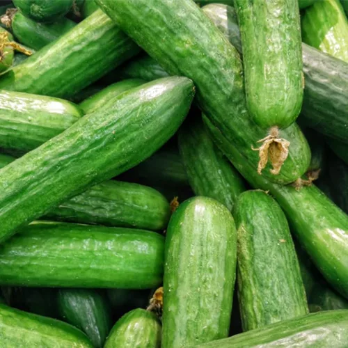 Vista 5 de Juego de 2 plantas de pepino vivo para plantar, plantas de pepino verde vivas para plantar, plantas vegetales, maceta de 4 pulgadas