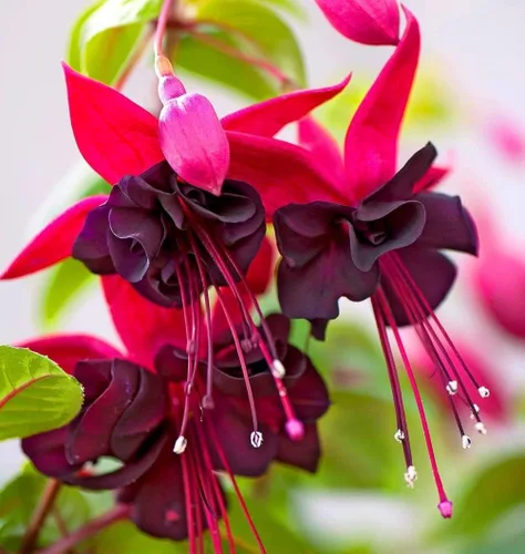 Vista 3 de Mezcla de 100 semillas de flores fucsia Perenne Home Bonsai
