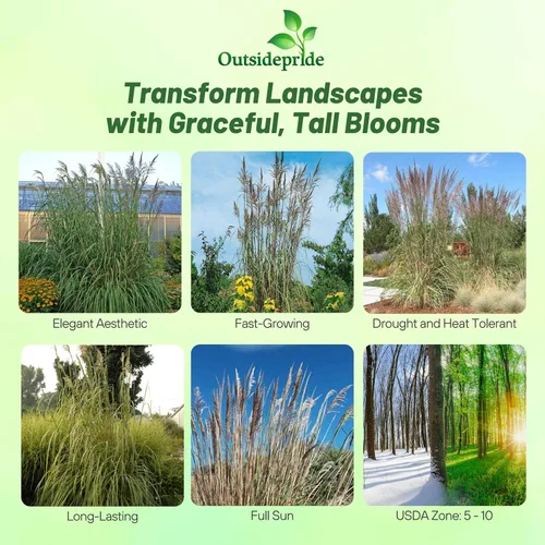 Vista 2 de Outsidepride - 250 semillas de la hierba ornamental perenne carricera (Erianthus ravennae [Plume Grass]) para sembrar