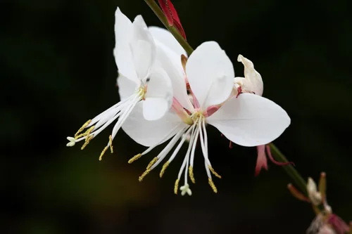 Vista 8 de 100 semillas de flores blancas GAURA Gaura Lindheimeri