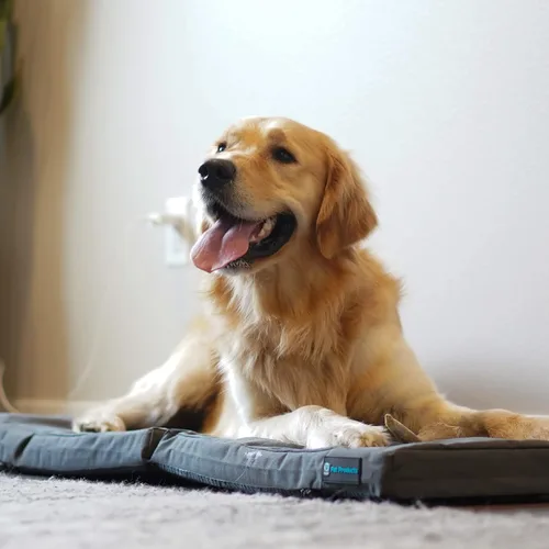Vista 6 de Blue-9 Pet Products Restore+ Cama doble para perro, duradera, resistente al agua y diseño lavable, 24 x 48 pulgadas