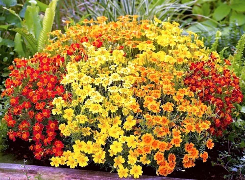 Vista 5 de Semillas Mexican Marigolds Flowering Mix - Flores anuales para plantar - Sin OMG