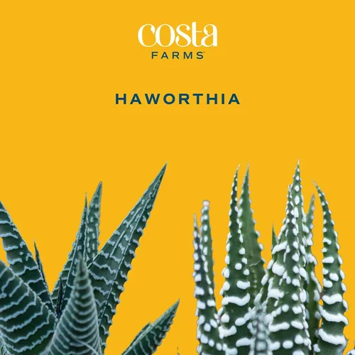 Vista 3 de Costa Farms - Suculentas Haworthia, planta de interior viva, con raíz, 6 pulgadas de alto, en maceta cultivadora, paquete de 3