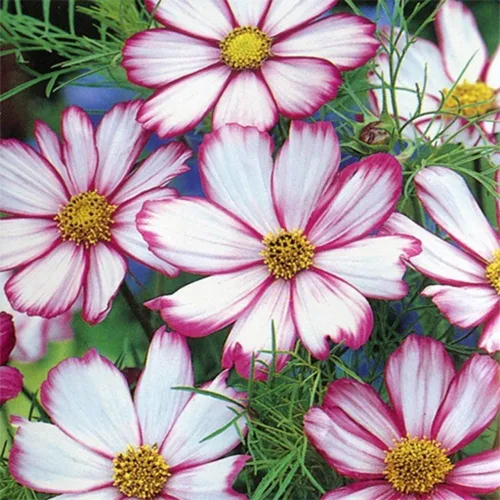 Vista 5 de Semillas Cosmos Pikoti Mix (Mexican Aster) Flores anuales para plantar sin OMG