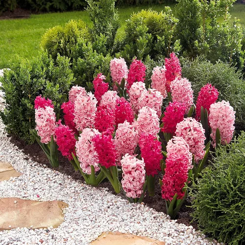 Vista 6 de Garden State Bulb - Bombillas de jacinto de mezcla rosa, 14/15 cm, fragantes (bolsa de 25)