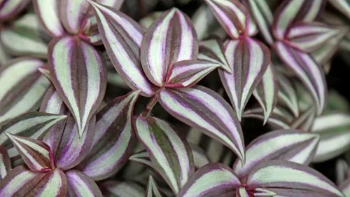 Vista 2 de 3 Mini Tradescantia Zebrina Planta Viva Judio Errante