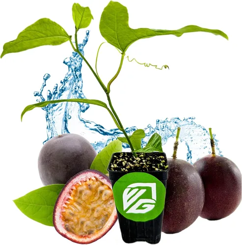 Vista 9 de Bounty Passiflora by Wellspring Gardens - Fruta dulce y jugosa - Crecimiento rápido y vigoroso - Ideal para enrejados, cercas y contenedores